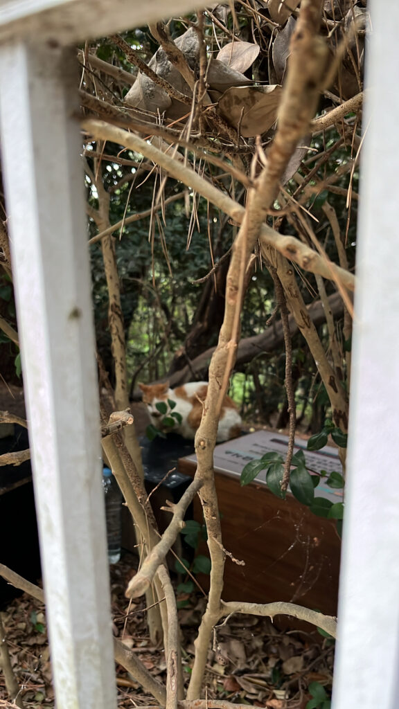 Cute cat spotted along the Dongbaekseom Island walking path