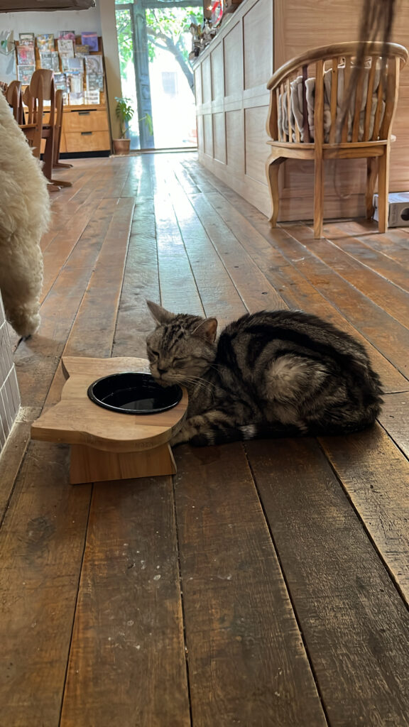 Cute resident cat named Roi relaxing on a wooden table at Green Nomad Busan cat cafe