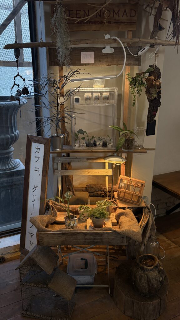 Small green plants growing indoors with vintage decor at Green Nomad Busan plant cafe