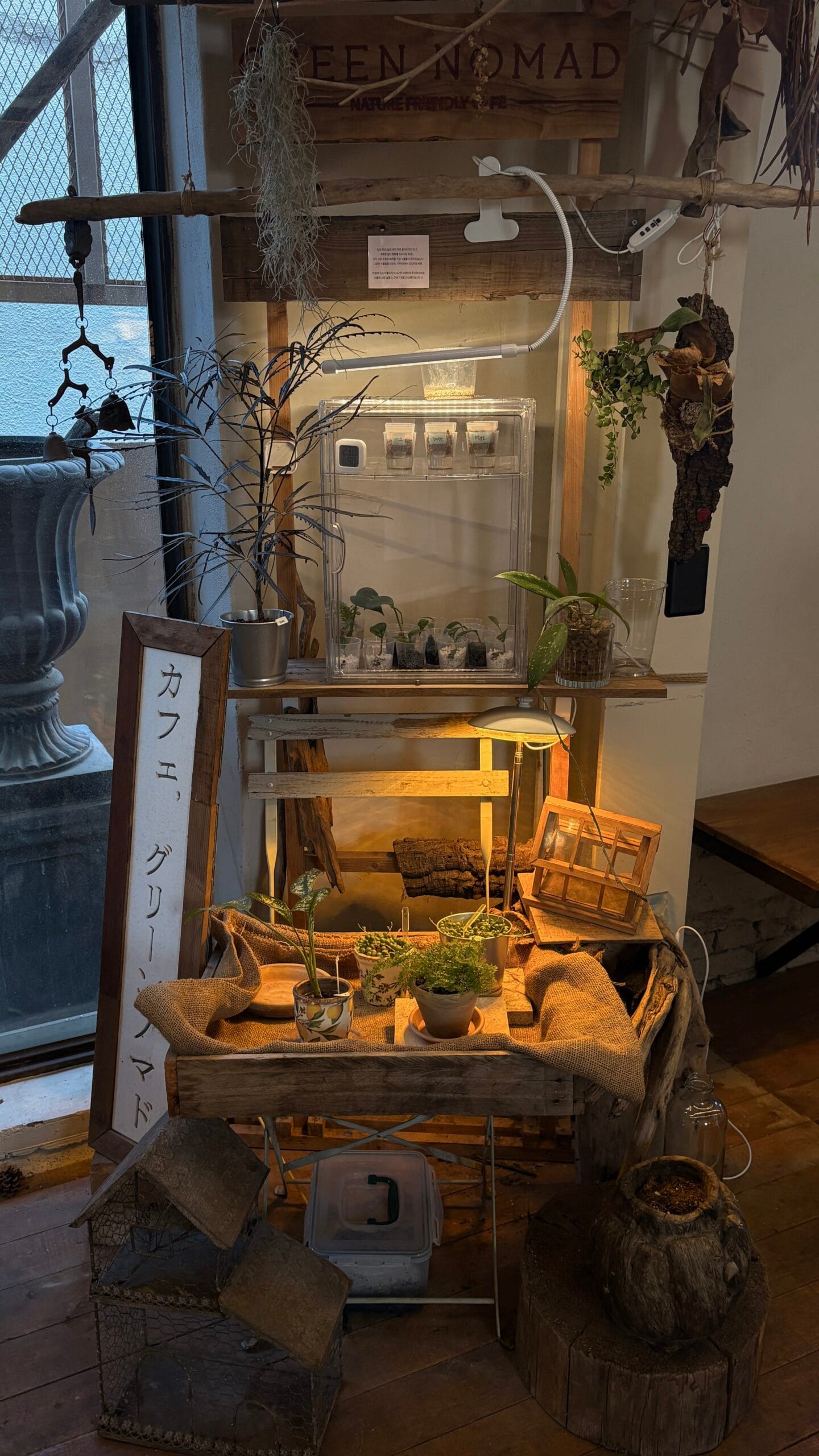 Small green plants growing indoors with vintage decor at Green Nomad Busan plant cafe