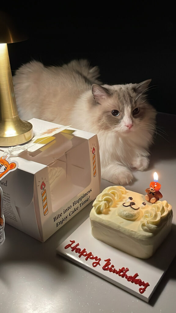 Celebration setup with a pet cat and Cafe Layered birthday cake