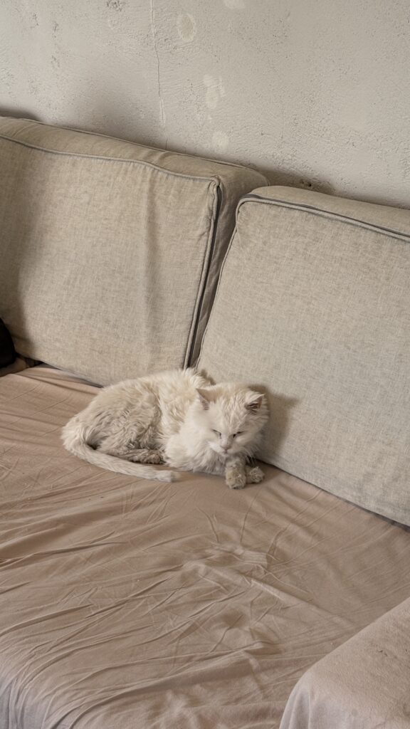 Cute resident cat named Romen sleeping on a sofa at Green Nomad Busan cat cafe