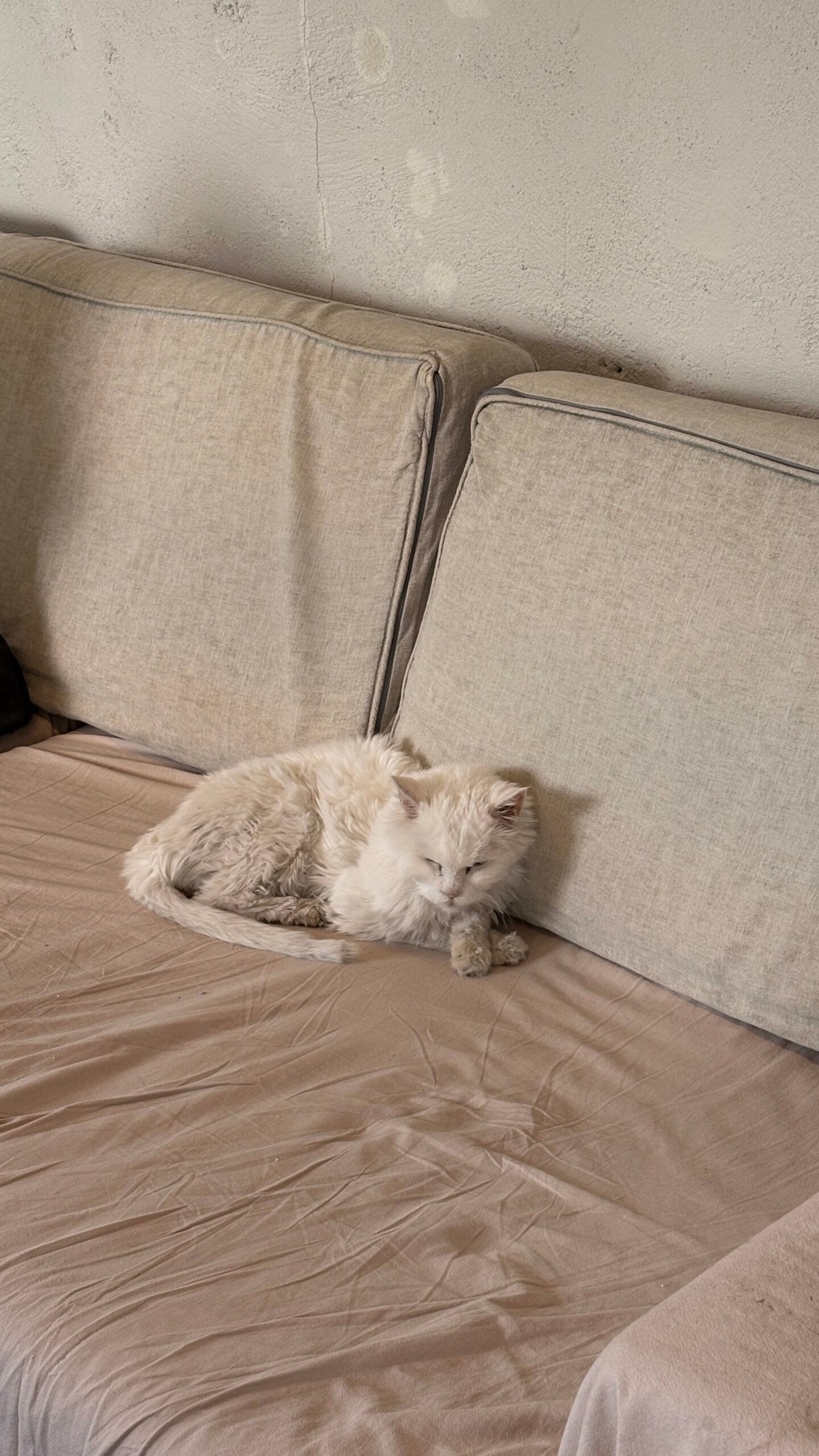 Cute resident cat named Romen sleeping on a sofa at Green Nomad Busan cat cafe