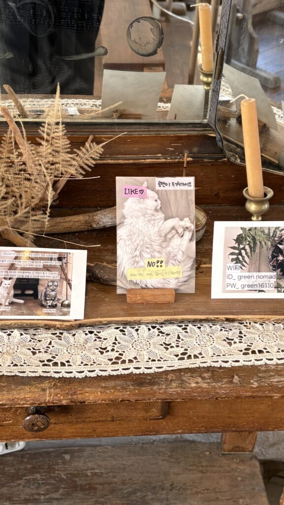 Notice sign reminding visitors to be gentle with elderly cats at Green Nomad Busan