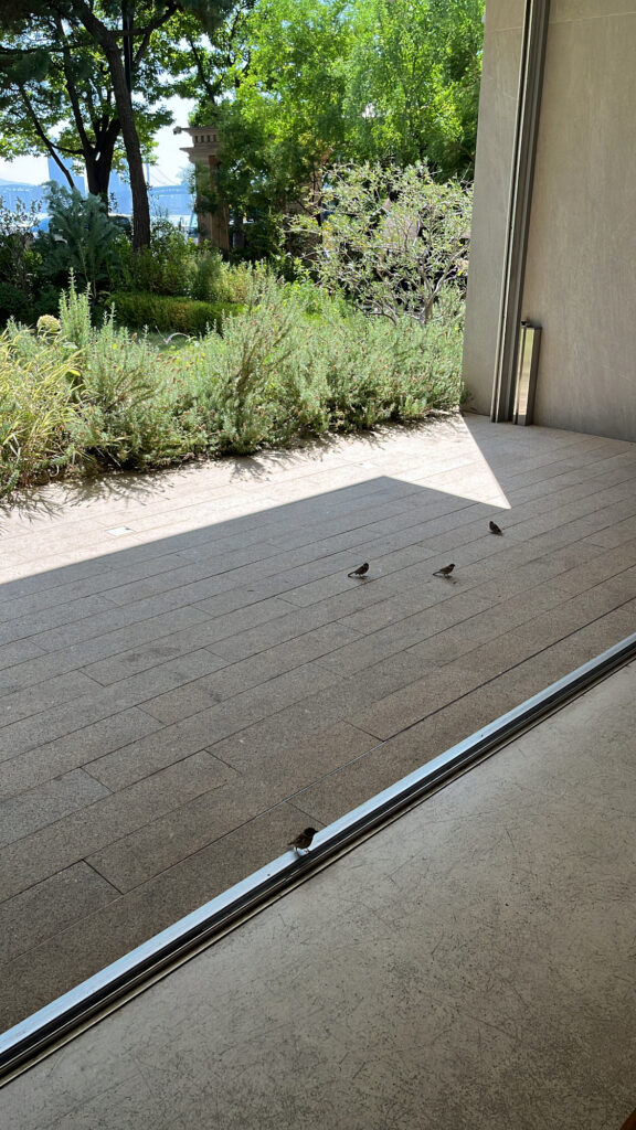 Birds resting near the tranquil sunlit glass doors at Momos Coffee Marine City in Busan