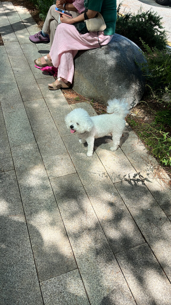 Friendly puppy walking along the outdoor paved promenade by Momos Coffee Marine City