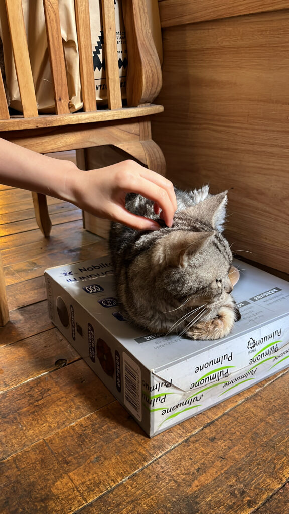 Visitor gently petting friendly resident cat Roi at Green Nomad Busan cat cafe