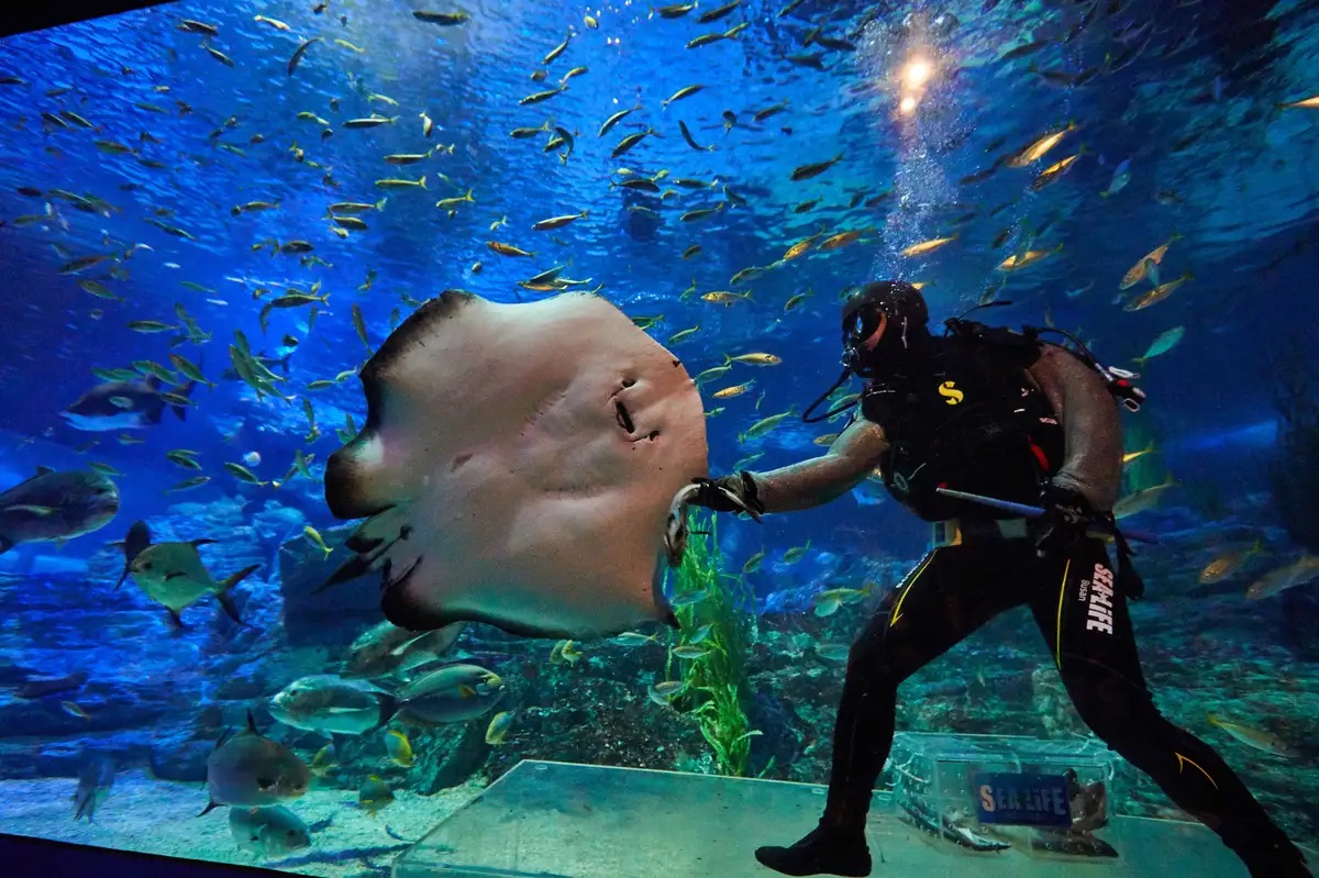 Scuba diver feeding a stingray inside a large fish tank at Sea Life Busan Aquarium
