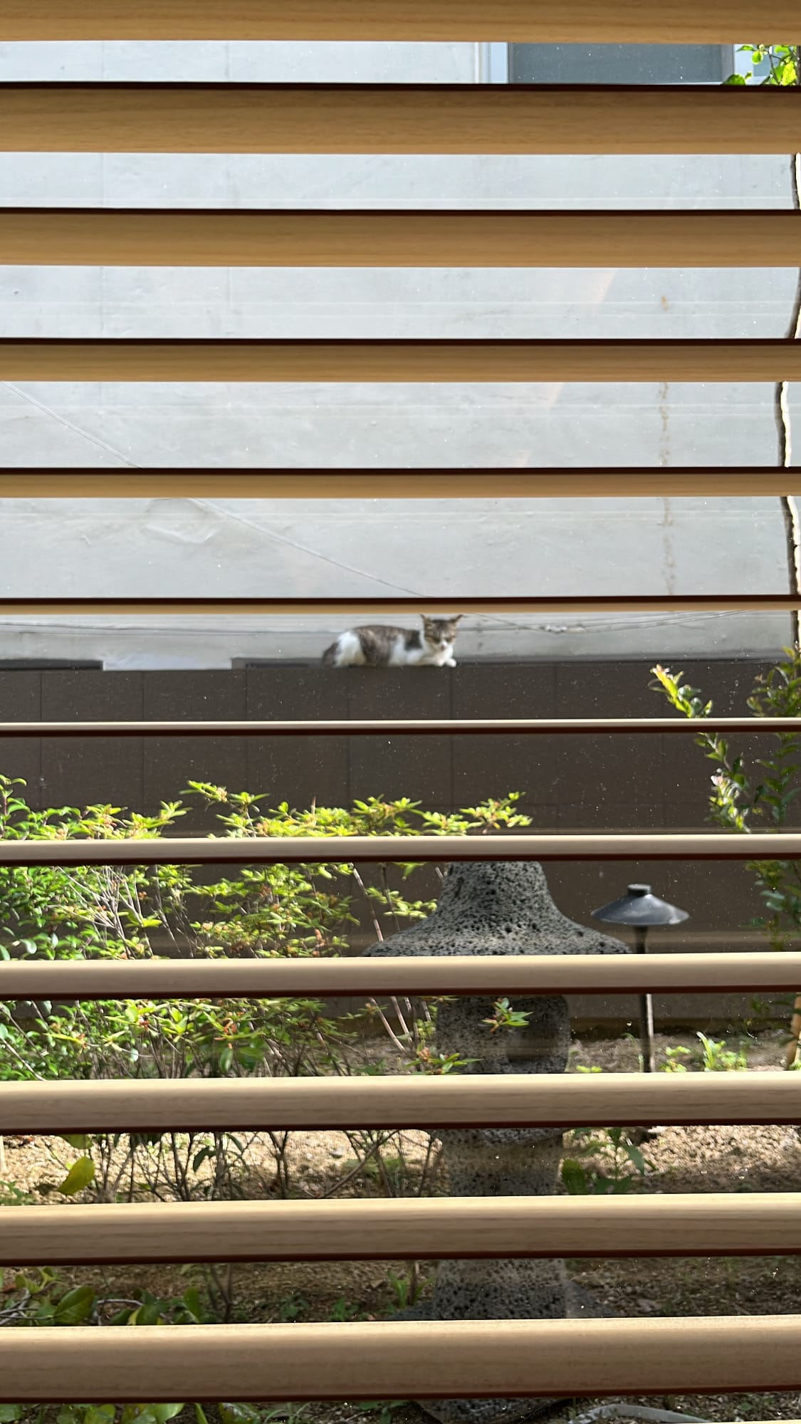 Cute street cat resting on a garden wall viewed through window blinds at Geodae Dwaeji Gukbap Busan