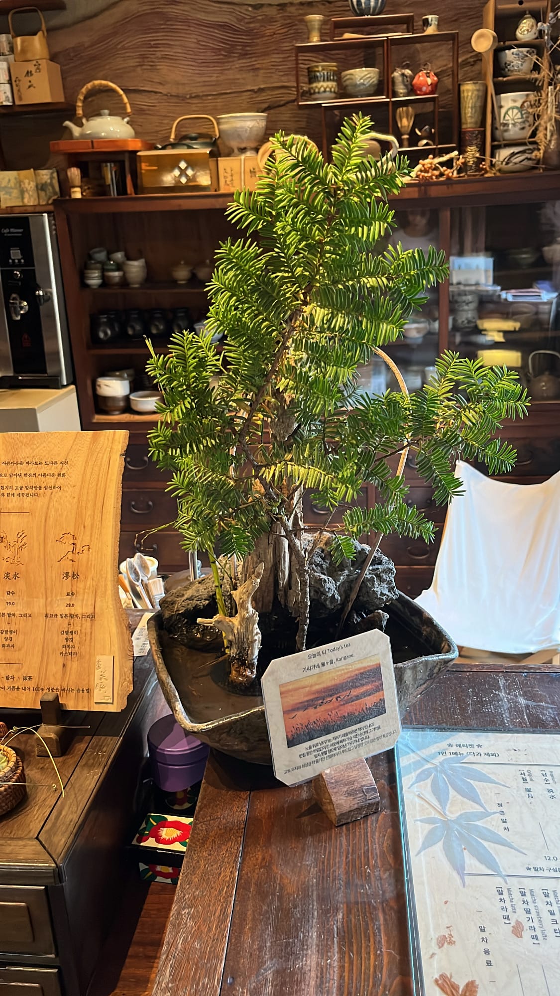 Miniature pine bonsai tree and daily recommended tea card at Simmian Busan