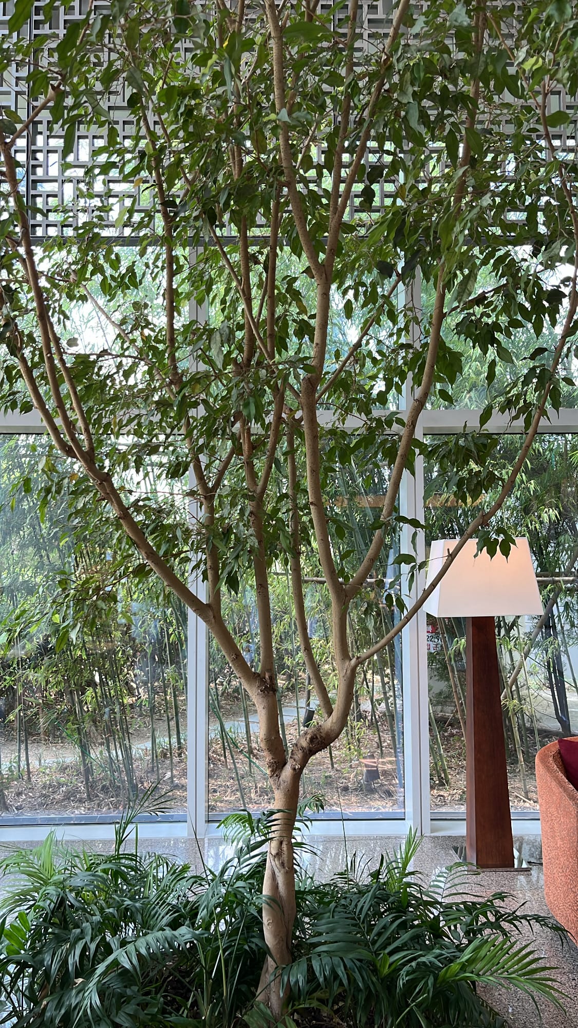 พืชพรรณในร่มที่สูงและเขียวชอุ่ม พร้อมมุมเลานจ์ที่เงียบสงบ ที่ Patisserie Park Hyatt Busan