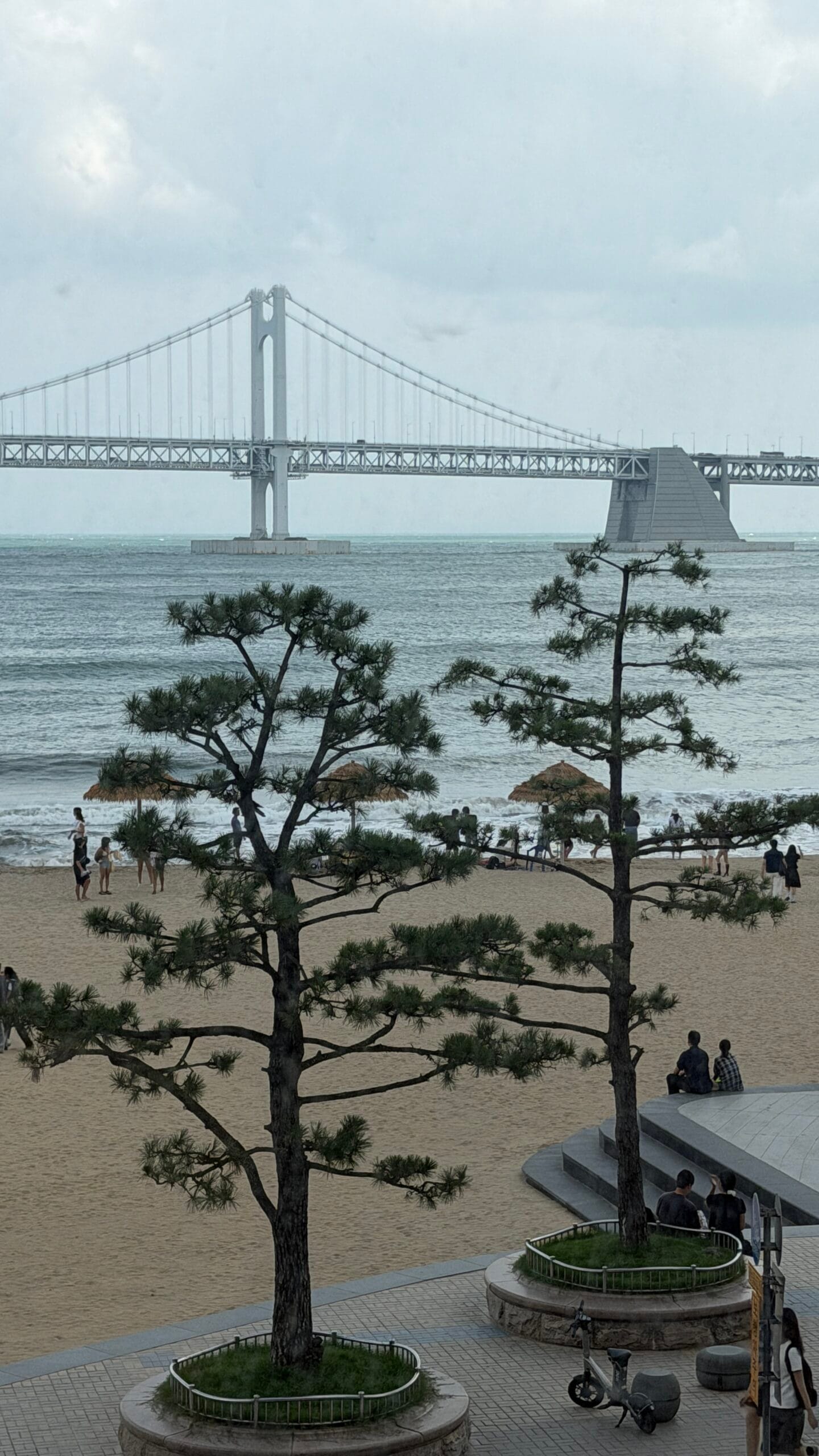 ภาพถ่ายด้วยเลนส์เทเลโฟโต้ของต้นสนริมชายหาดและสะพานกวังกัน จาก Working Holiday Brunch Cafe Busan