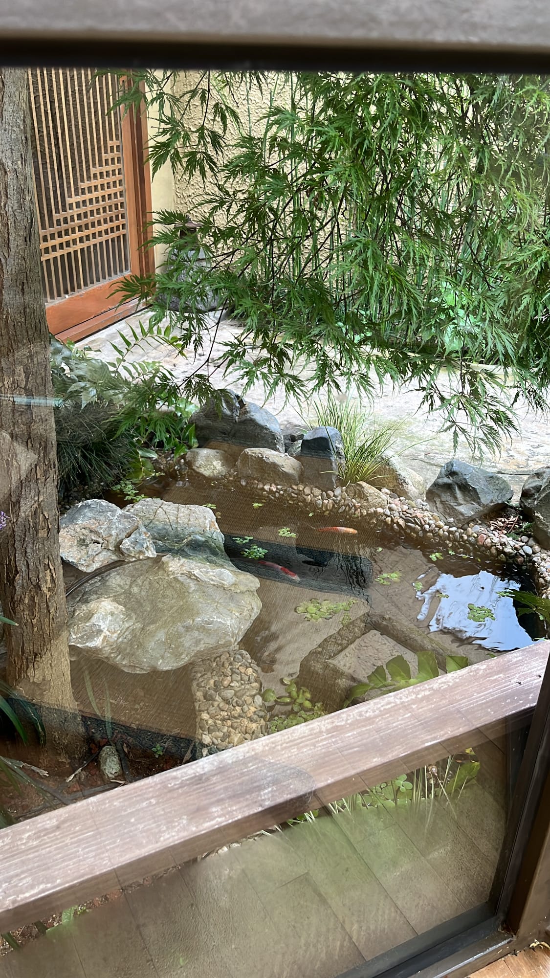 Natural stone pond filled with swimming koi fish viewed from inside Simmian Busan