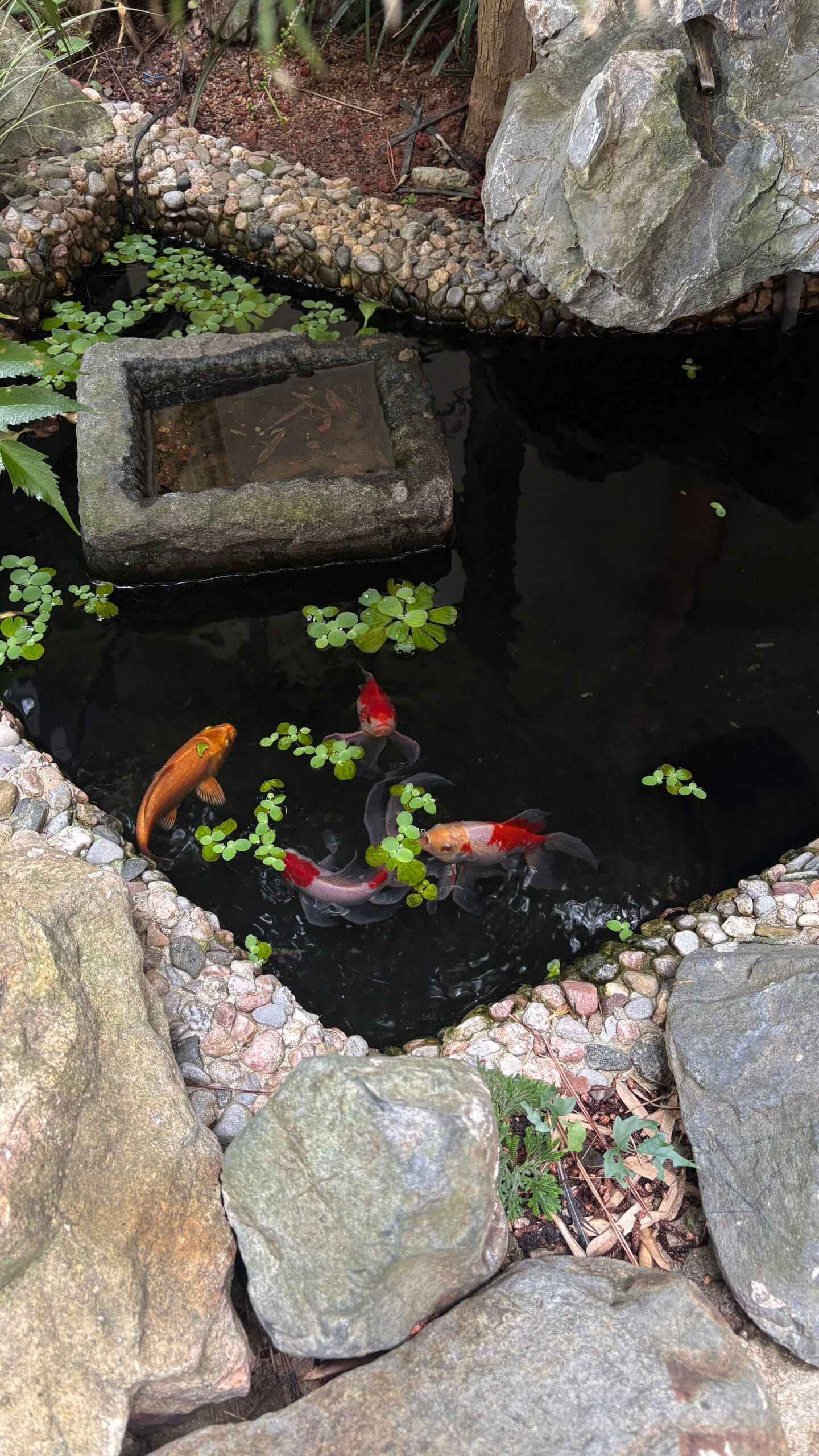 Close-up of vibrant koi fish swimming around a stone water basin at Simmian Busan
