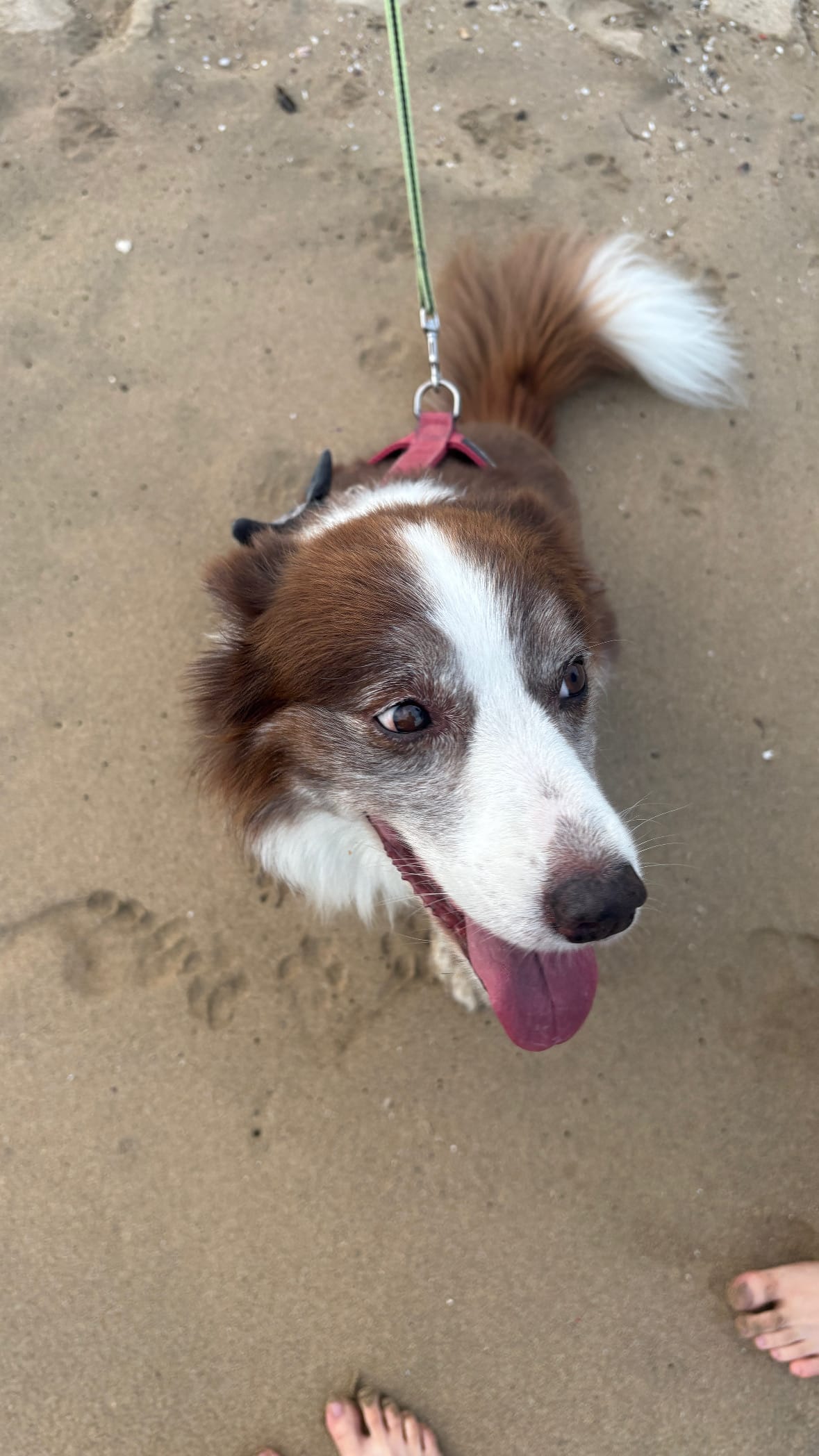 Happy Border Collie looking up on the sandy shores of Songjeong Beach